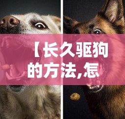 【长久驱狗的方法,怎么能驱狗】 【长久驱狗的方法,怎么能驱狗】