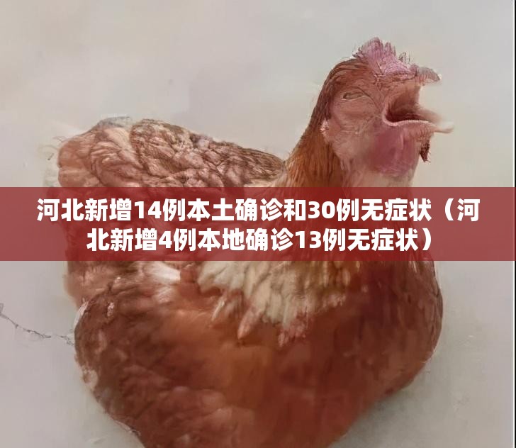 河北新增14例本土确诊和30例无症状(河北新增4例本地确诊13例无症状) 河北新增14例本土确诊和30例无症状(河北新增4例本地确诊13例无症状)
