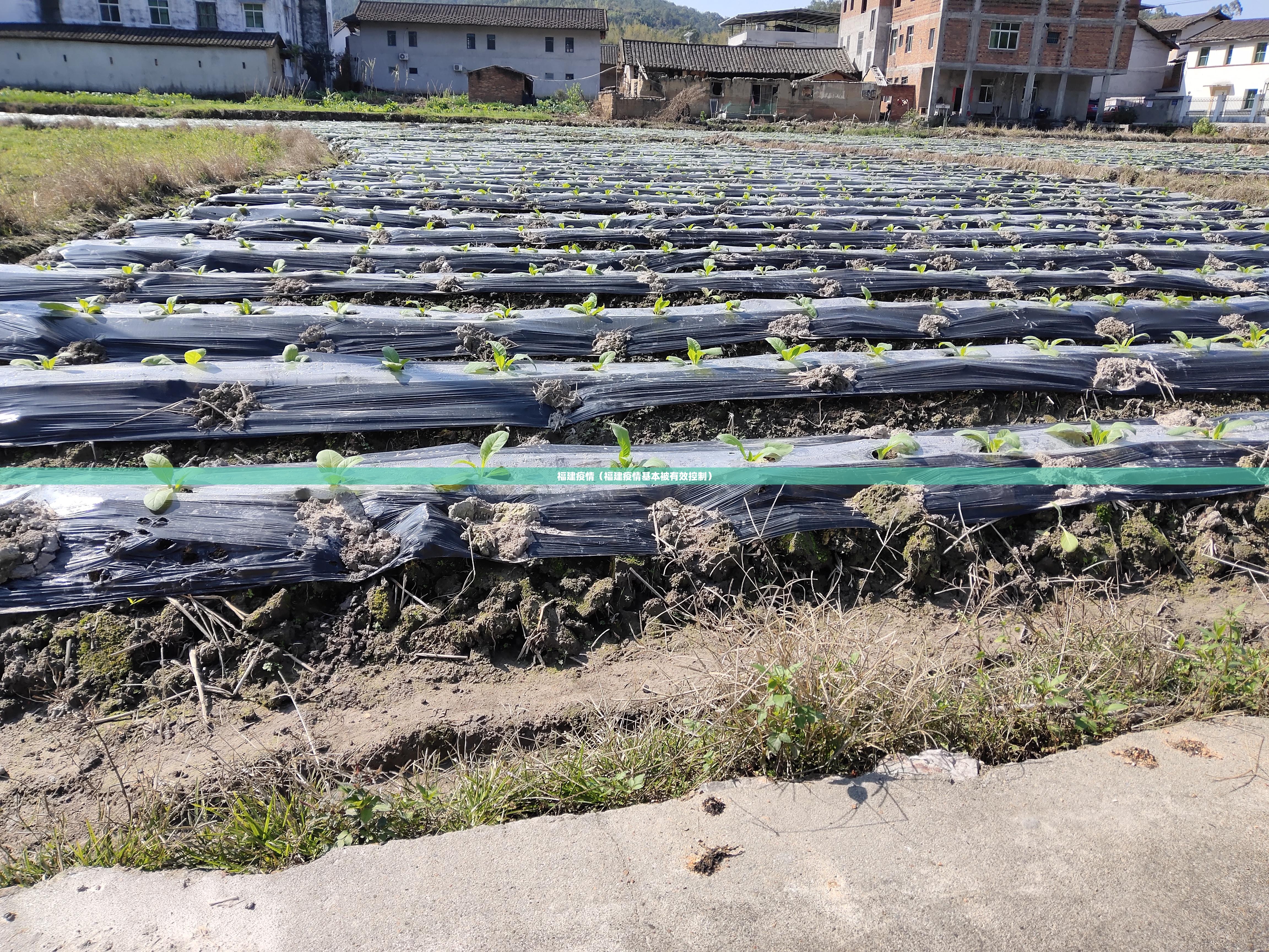 福建疫情(福建疫情基本被有效控制) 福建疫情(福建疫情基本被有效控制)