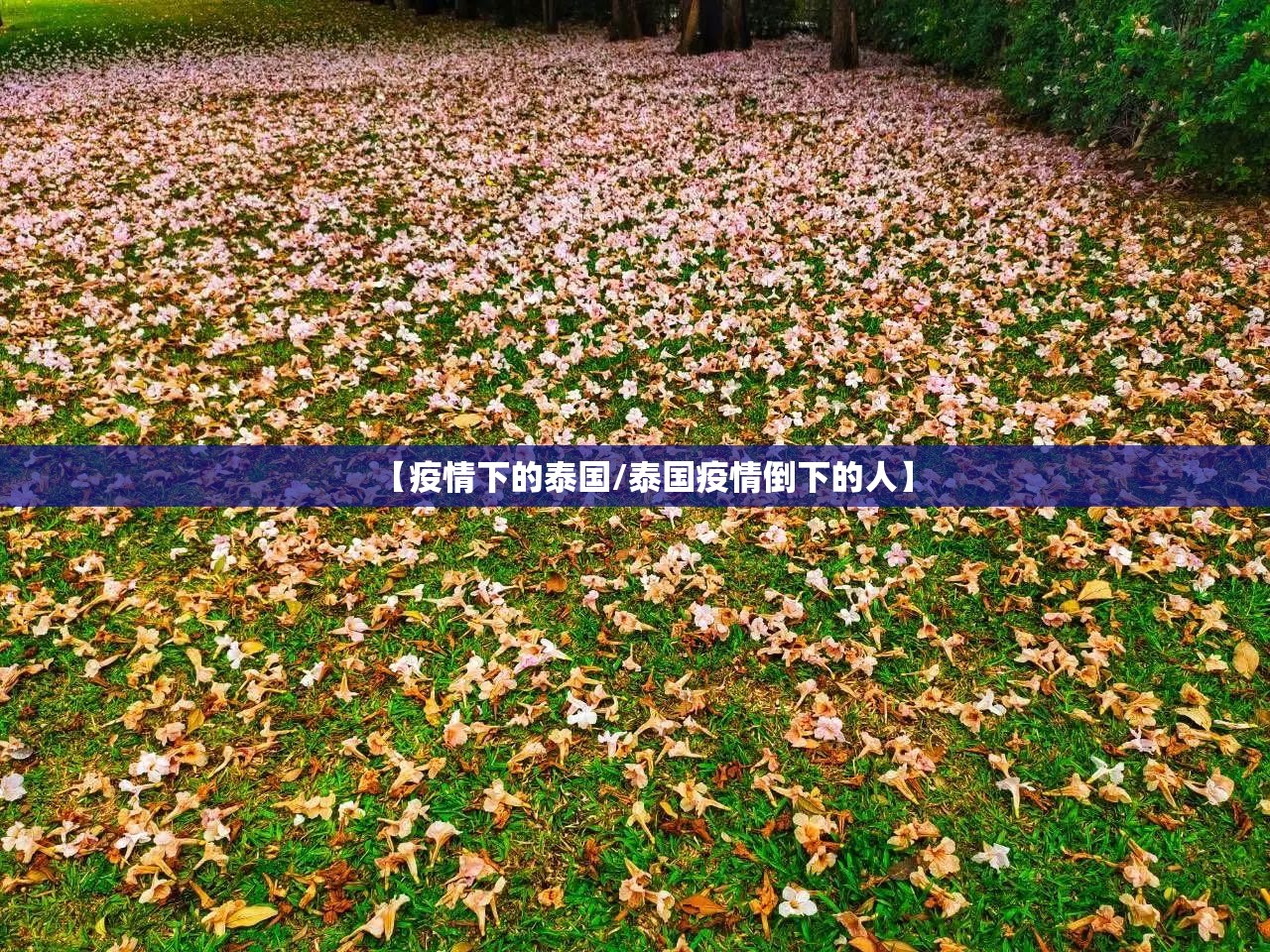 【疫情下的泰国/泰国疫情倒下的人】 【疫情下的泰国/泰国疫情倒下的人】