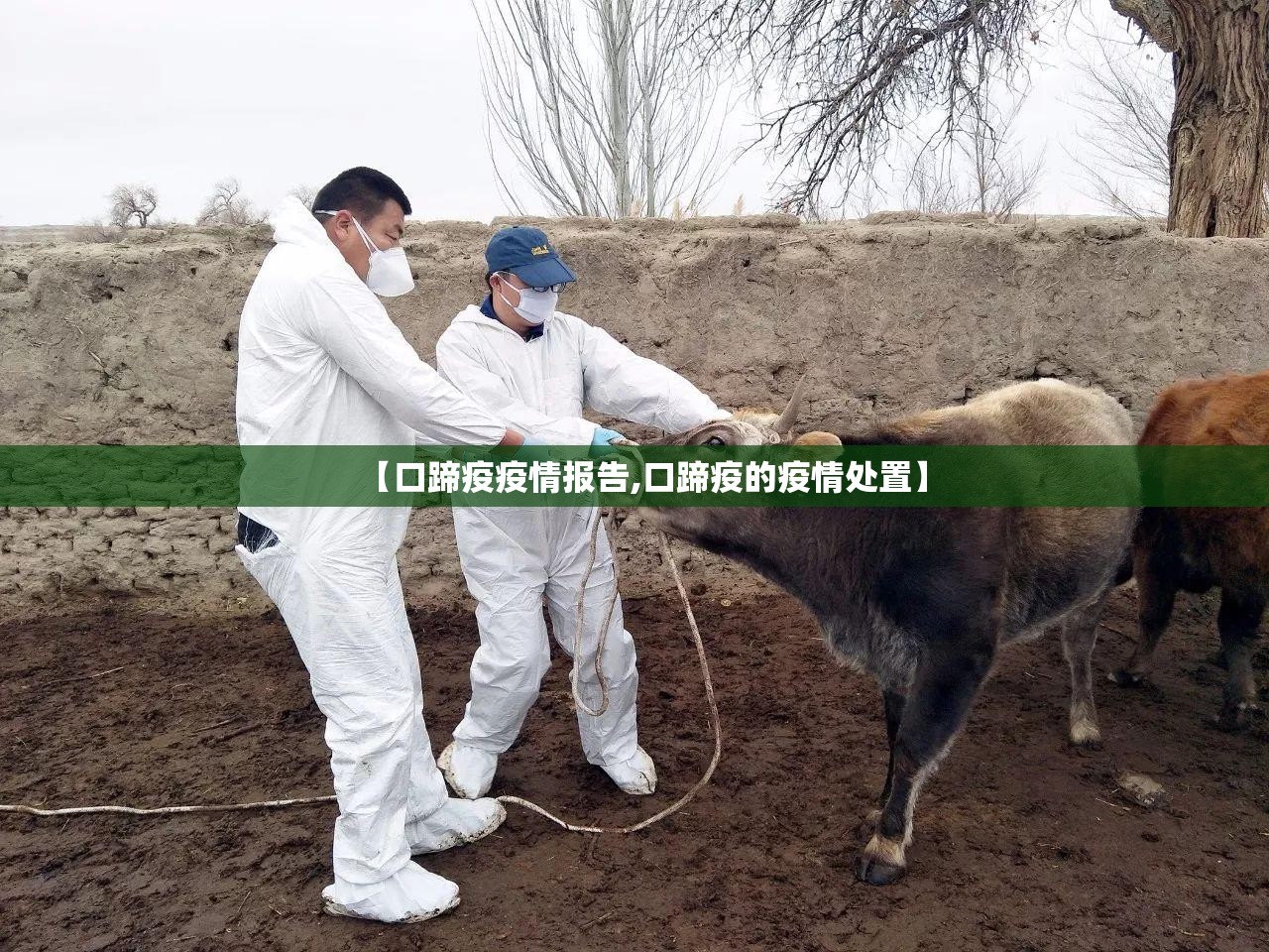 【口蹄疫疫情报告,口蹄疫的疫情处置】 【口蹄疫疫情报告,口蹄疫的疫情处置】