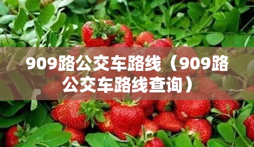 909路公交车路线(909路公交车路线查询) 909路公交车路线(909路公交车路线查询)