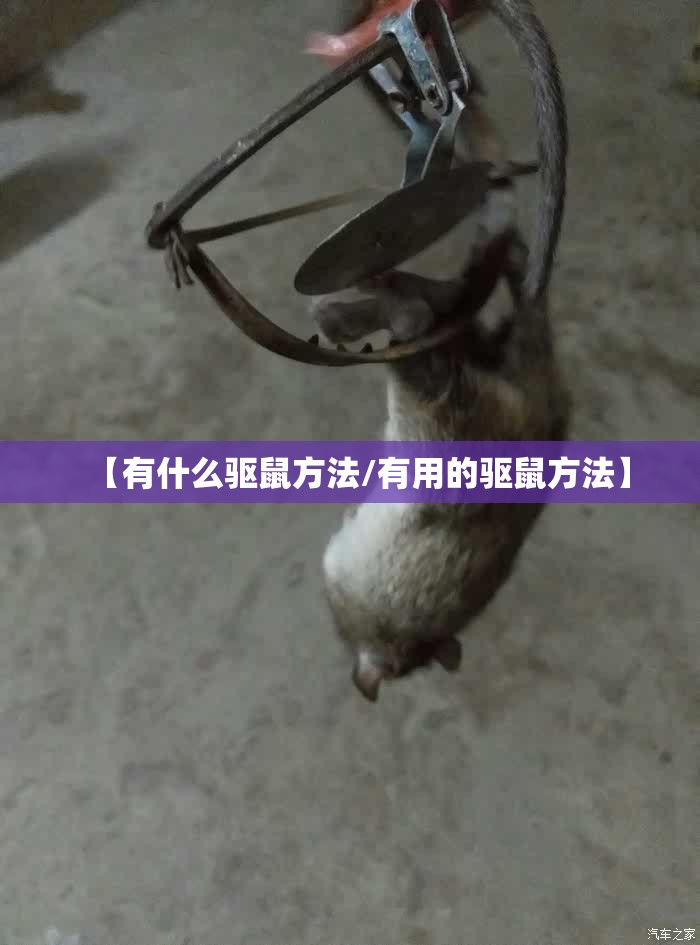 【有什么驱鼠方法/有用的驱鼠方法】