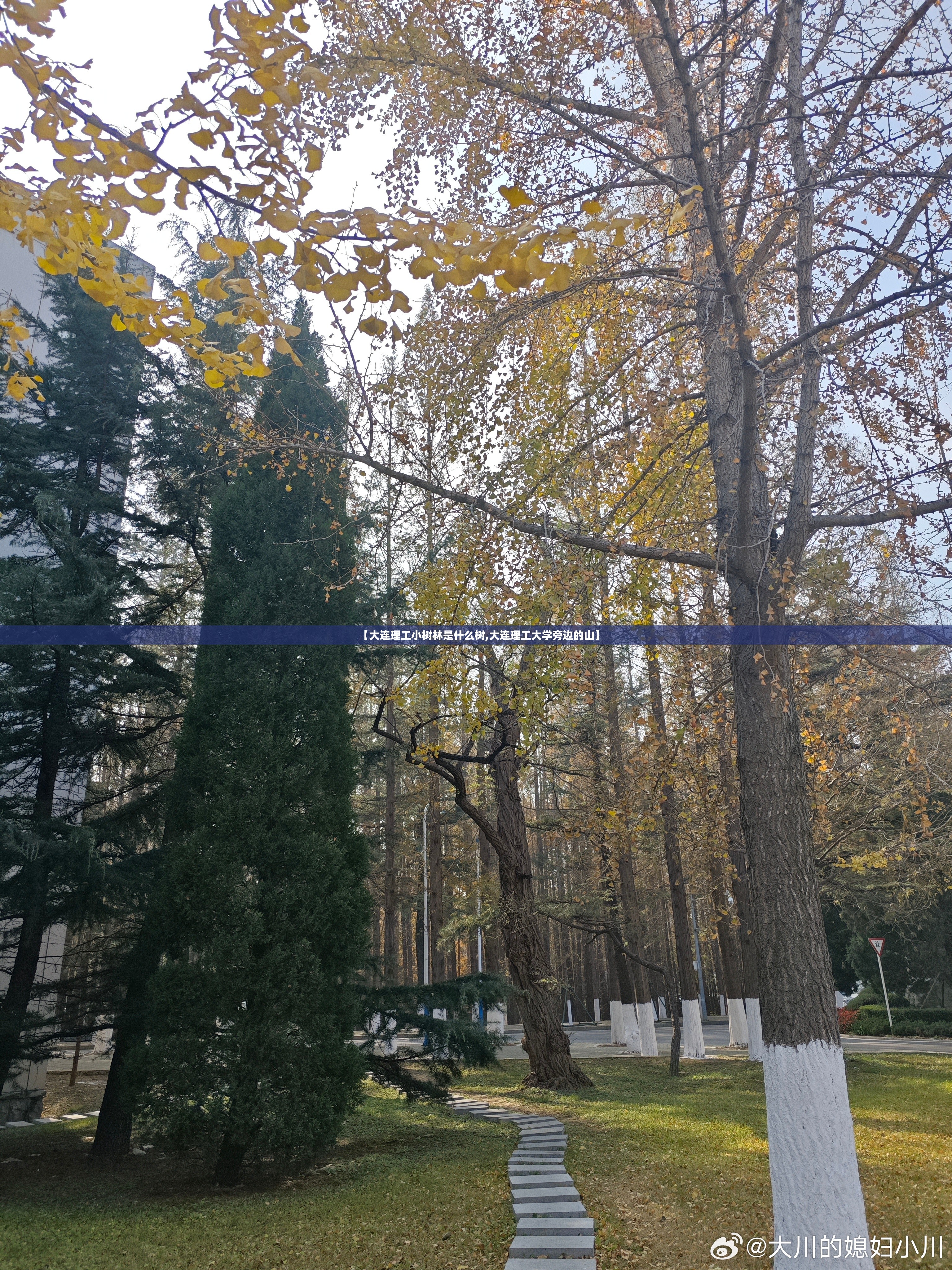 【大连理工小树林是什么树,大连理工大学旁边的山】