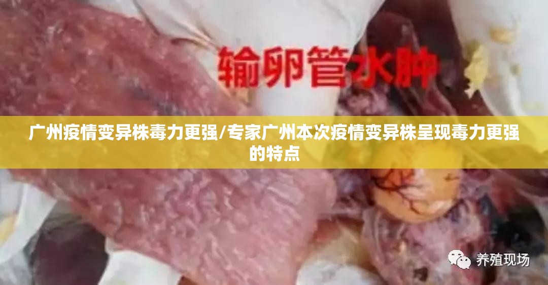 广州疫情变异株毒力更强/专家广州本次疫情变异株呈现毒力更强的特点 广州疫情变异株毒力更强/专家广州本次疫情变异株呈现毒力更强的特点