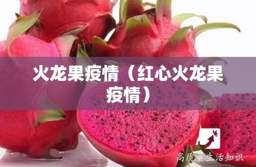 火龙果疫情（红心火龙果疫情）