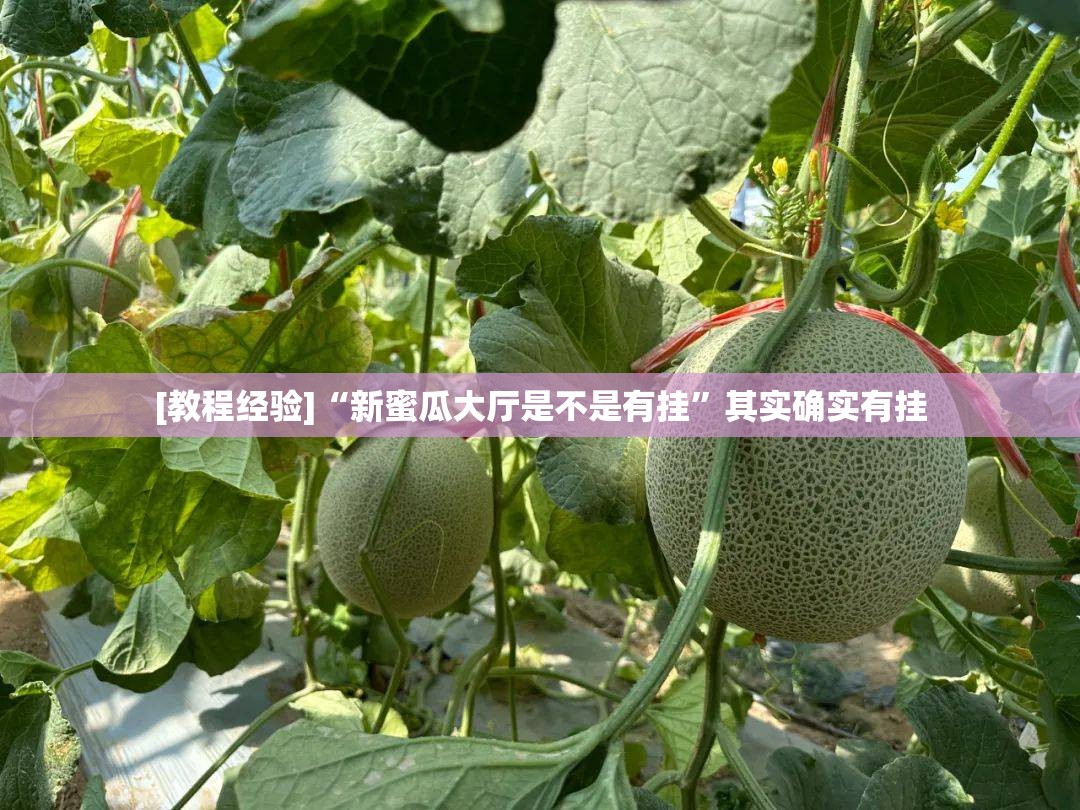 [教程经验]“新蜜瓜大厅是不是有挂”其实确实有挂