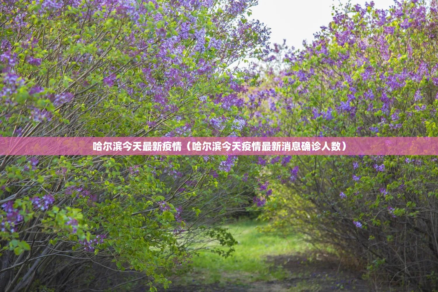 哈尔滨今天最新疫情(哈尔滨今天疫情最新消息确诊人数) 哈尔滨今天最新疫情(哈尔滨今天疫情最新消息确诊人数)