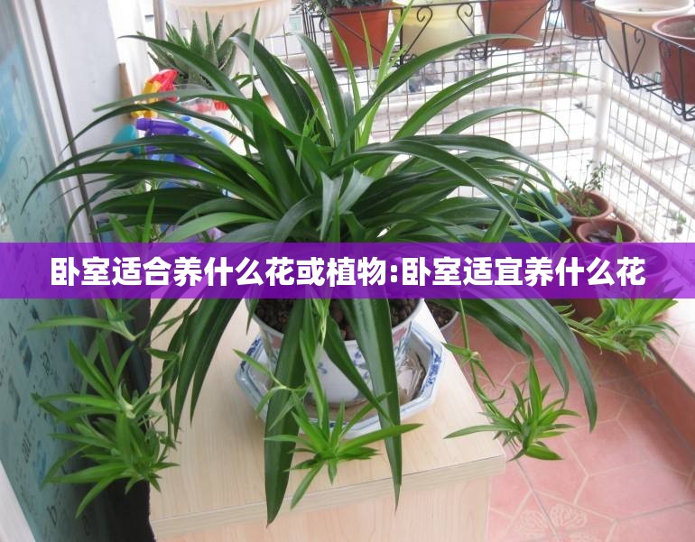 卧室适合养什么花或植物:卧室适宜养什么花 卧室适合养什么花或植物:卧室适宜养什么花