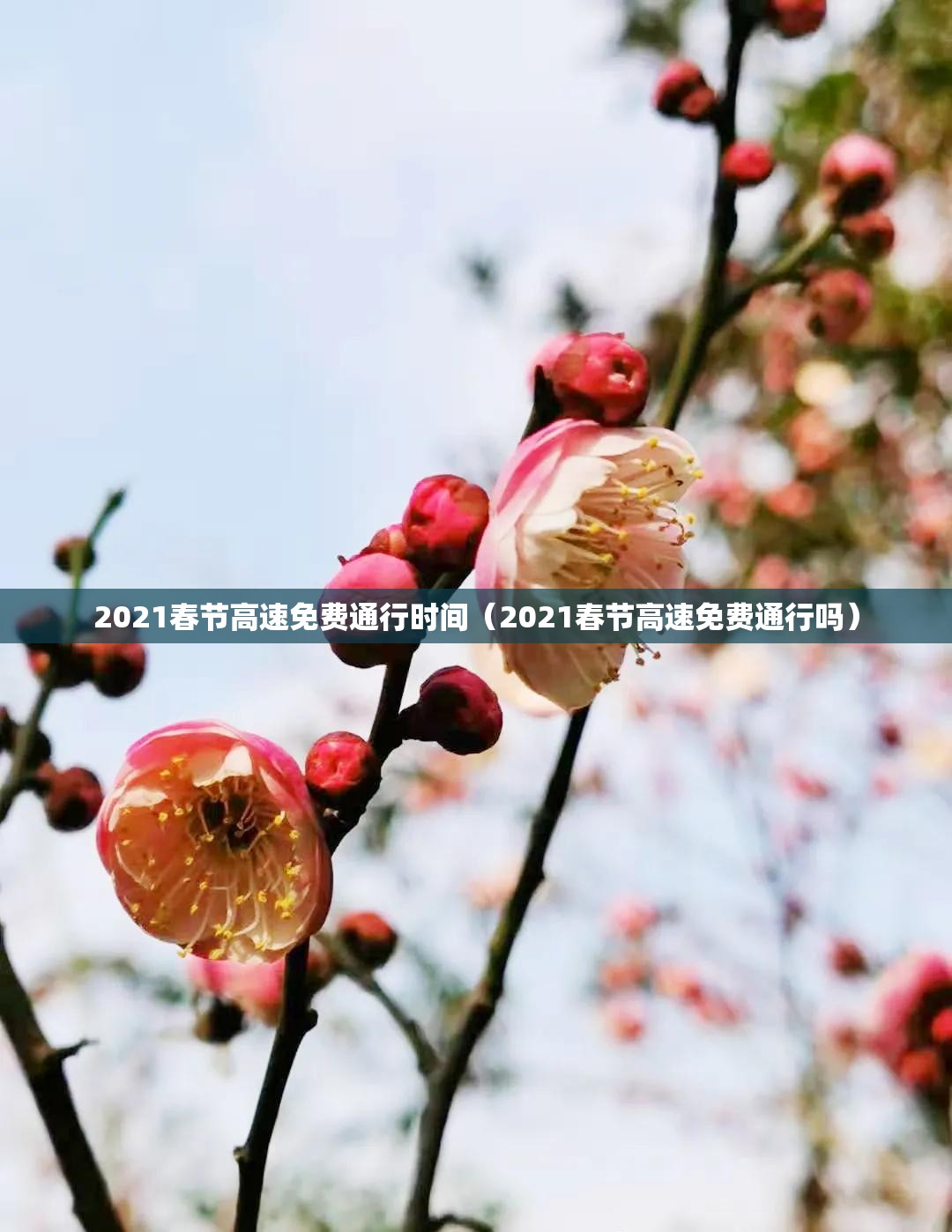 2021春节高速免费通行时间(2021春节高速免费通行吗) 2021春节高速免费通行时间(2021春节高速免费通行吗)