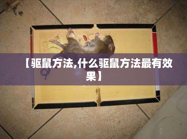 【驱鼠方法,什么驱鼠方法最有效果】
