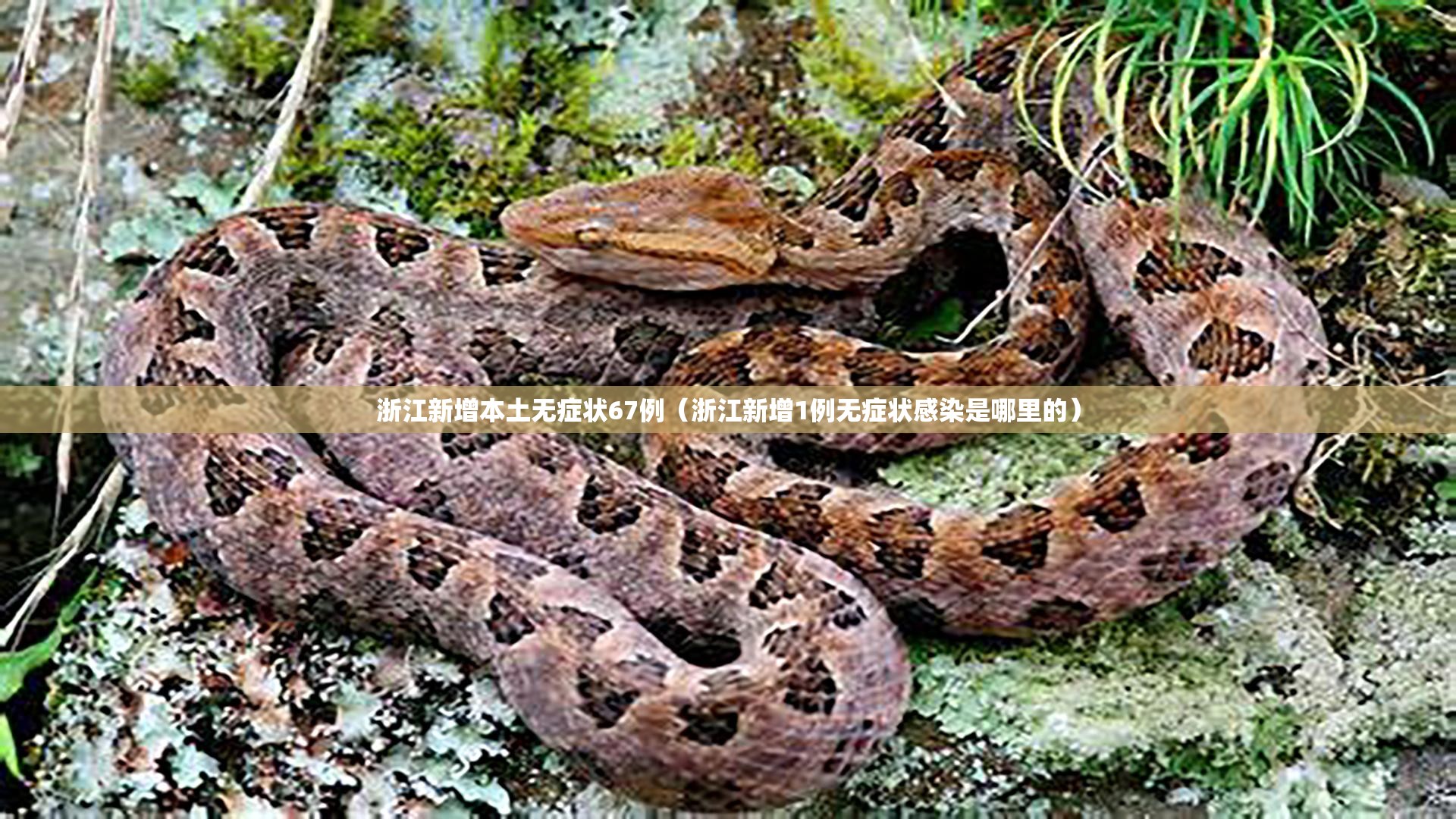 浙江新增本土无症状67例（浙江新增1例无症状感染是哪里的）