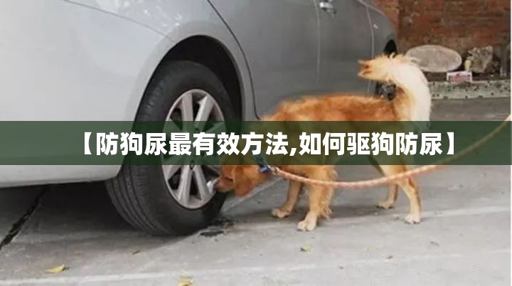 【防狗尿最有效方法,如何驱狗防尿】