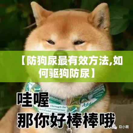【防狗尿最有效方法,如何驱狗防尿】