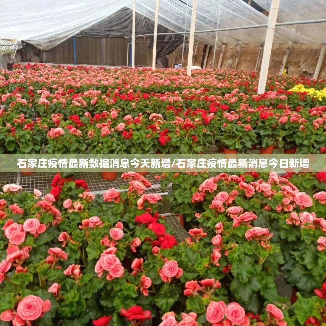 石家庄疫情最新数据消息今天新增/石家庄疫情最新消息今日新增