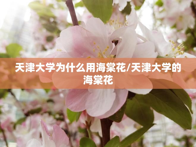 天津大学为什么用海棠花/天津大学的海棠花 天津大学为什么用海棠花/天津大学的海棠花