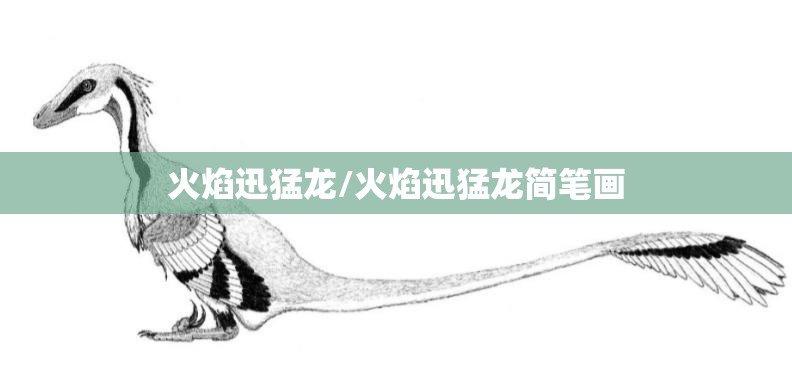 火焰迅猛龙/火焰迅猛龙简笔画 火焰迅猛龙/火焰迅猛龙简笔画