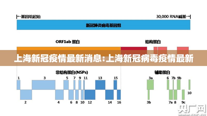 上海新冠疫情最新消息:上海新冠病毒疫情最新