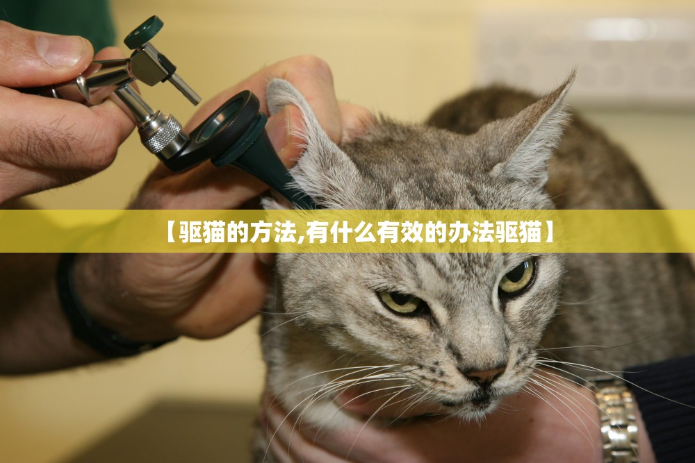 【驱猫的方法,有什么有效的办法驱猫】 【驱猫的方法,有什么有效的办法驱猫】