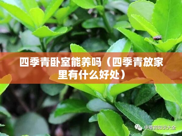 四季青卧室能养吗(四季青放家里有什么好处) 四季青卧室能养吗(四季青放家里有什么好处)