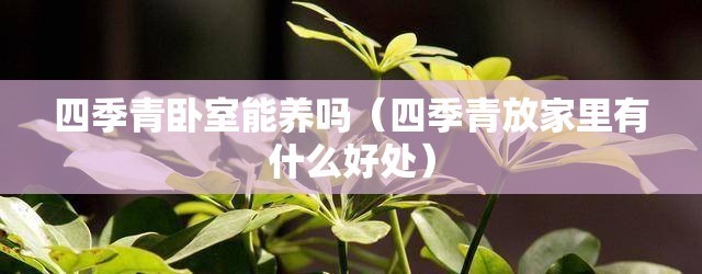 四季青卧室能养吗(四季青放家里有什么好处) 四季青卧室能养吗(四季青放家里有什么好处)