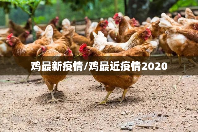 鸡最新疫情/鸡最近疫情2020 鸡最新疫情/鸡最近疫情2020