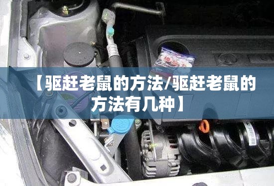 【驱赶老鼠的方法/驱赶老鼠的方法有几种】 【驱赶老鼠的方法/驱赶老鼠的方法有几种】