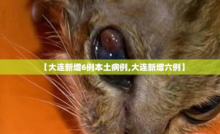 【大连新增6例本土病例,大连新增六例】 【大连新增6例本土病例,大连新增六例】
