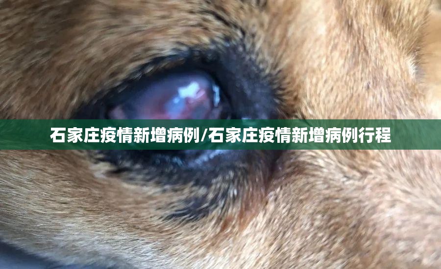 石家庄疫情新增病例/石家庄疫情新增病例行程 石家庄疫情新增病例/石家庄疫情新增病例行程