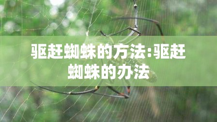 驱赶蜘蛛的方法:驱赶蜘蛛的办法