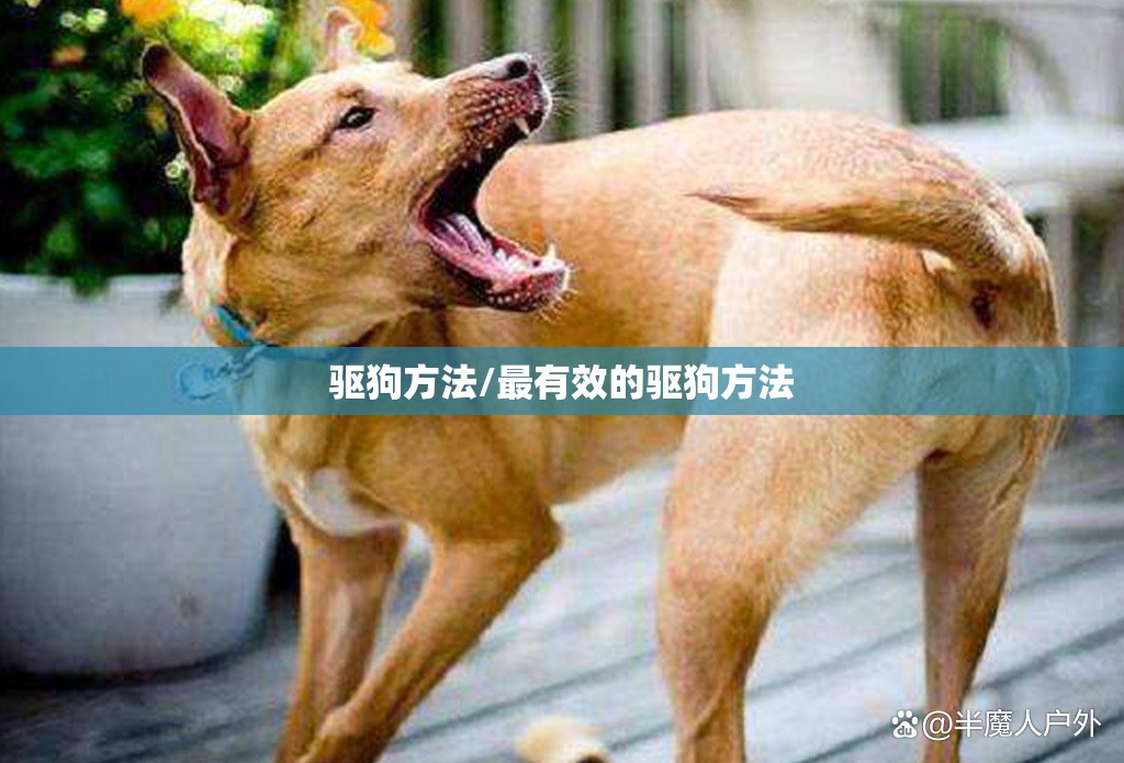驱狗方法/最有效的驱狗方法
