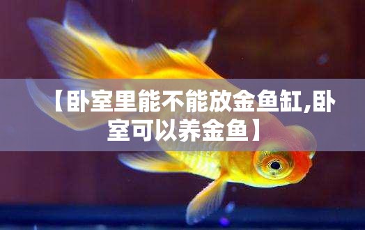 【卧室里能不能放金鱼缸,卧室可以养金鱼】