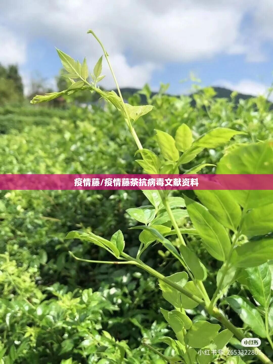 疫情藤/疫情藤茶抗病毒文献资料