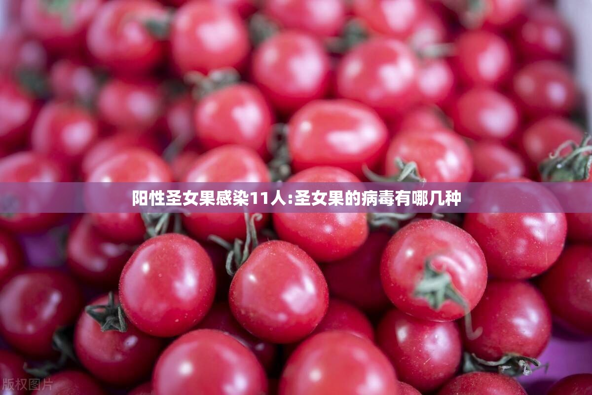 阳性圣女果感染11人:圣女果的病毒有哪几种 阳性圣女果感染11人:圣女果的病毒有哪几种