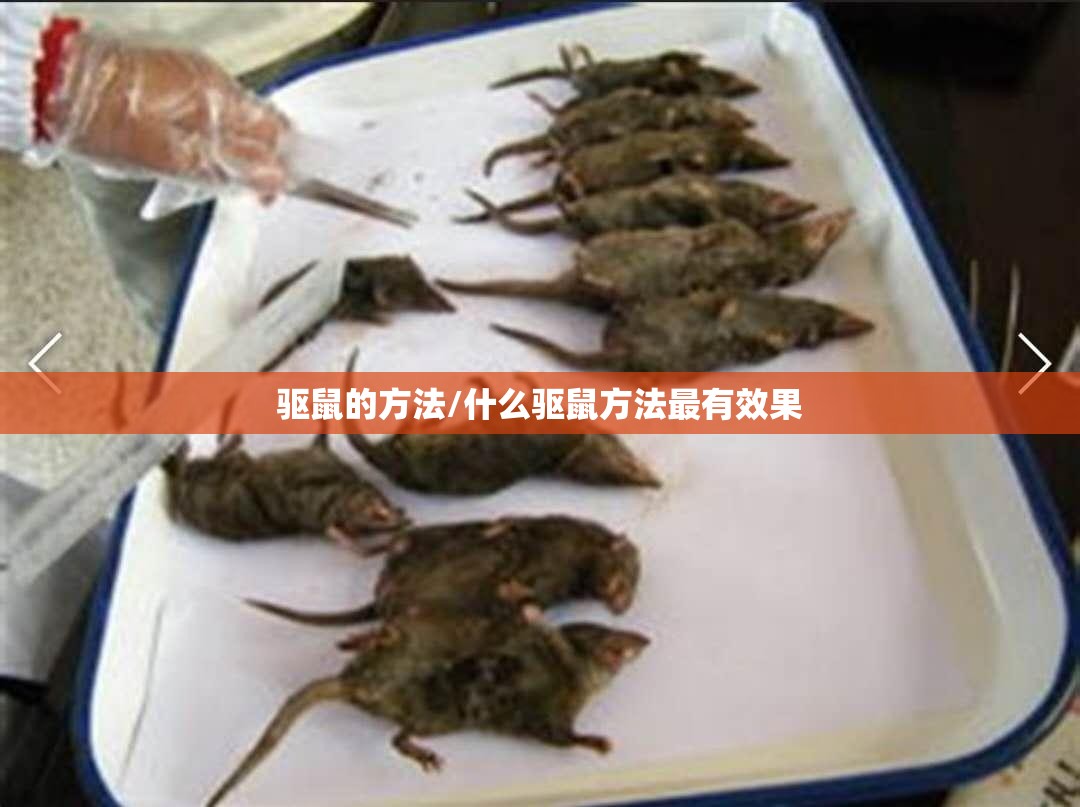 驱鼠的方法/什么驱鼠方法最有效果 驱鼠的方法/什么驱鼠方法最有效果