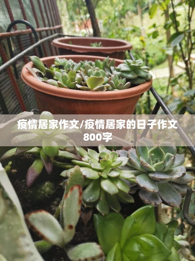 疫情居家作文/疫情居家的日子作文800字