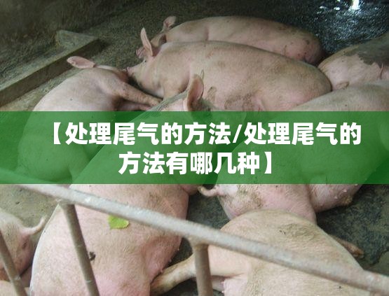 【处理尾气的方法/处理尾气的方法有哪几种】