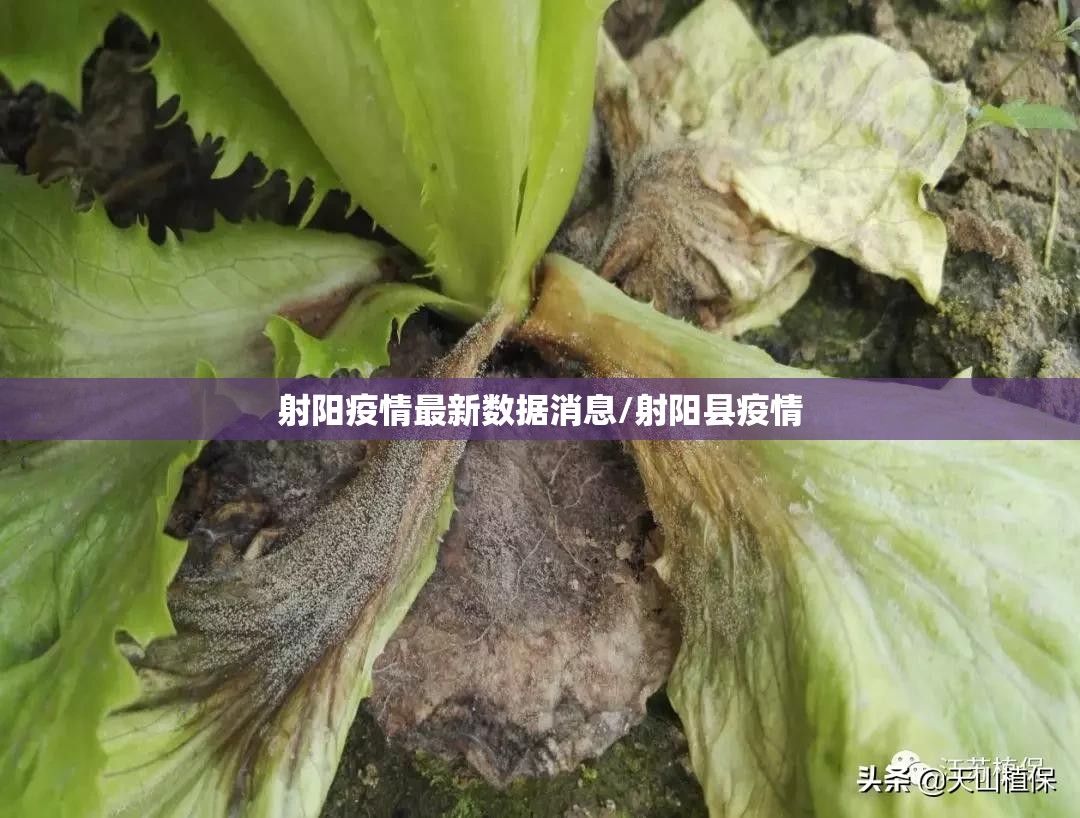 射阳疫情最新数据消息/射阳县疫情 射阳疫情最新数据消息/射阳县疫情