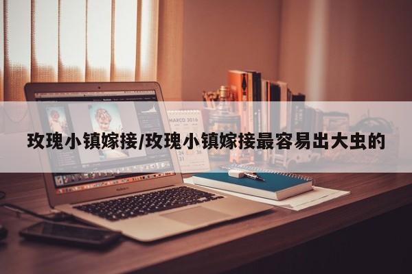 玫瑰小镇嫁接/玫瑰小镇嫁接最容易出大虫的